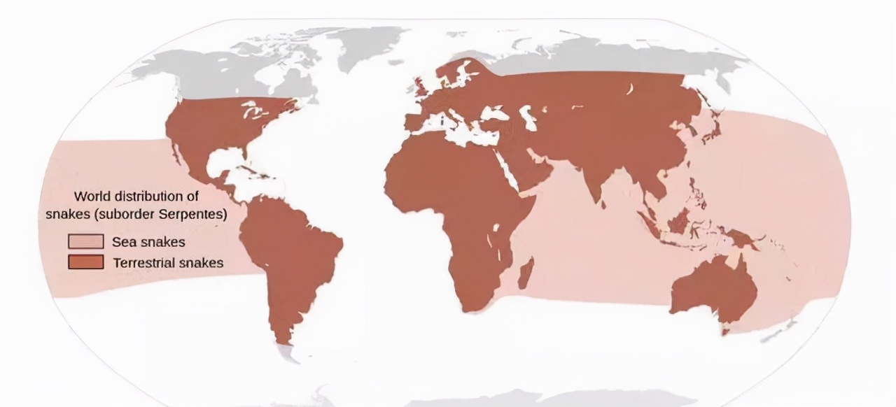 史前巨蟒与巨型蟒蛇,巨型蟒蛇对战巨蟒