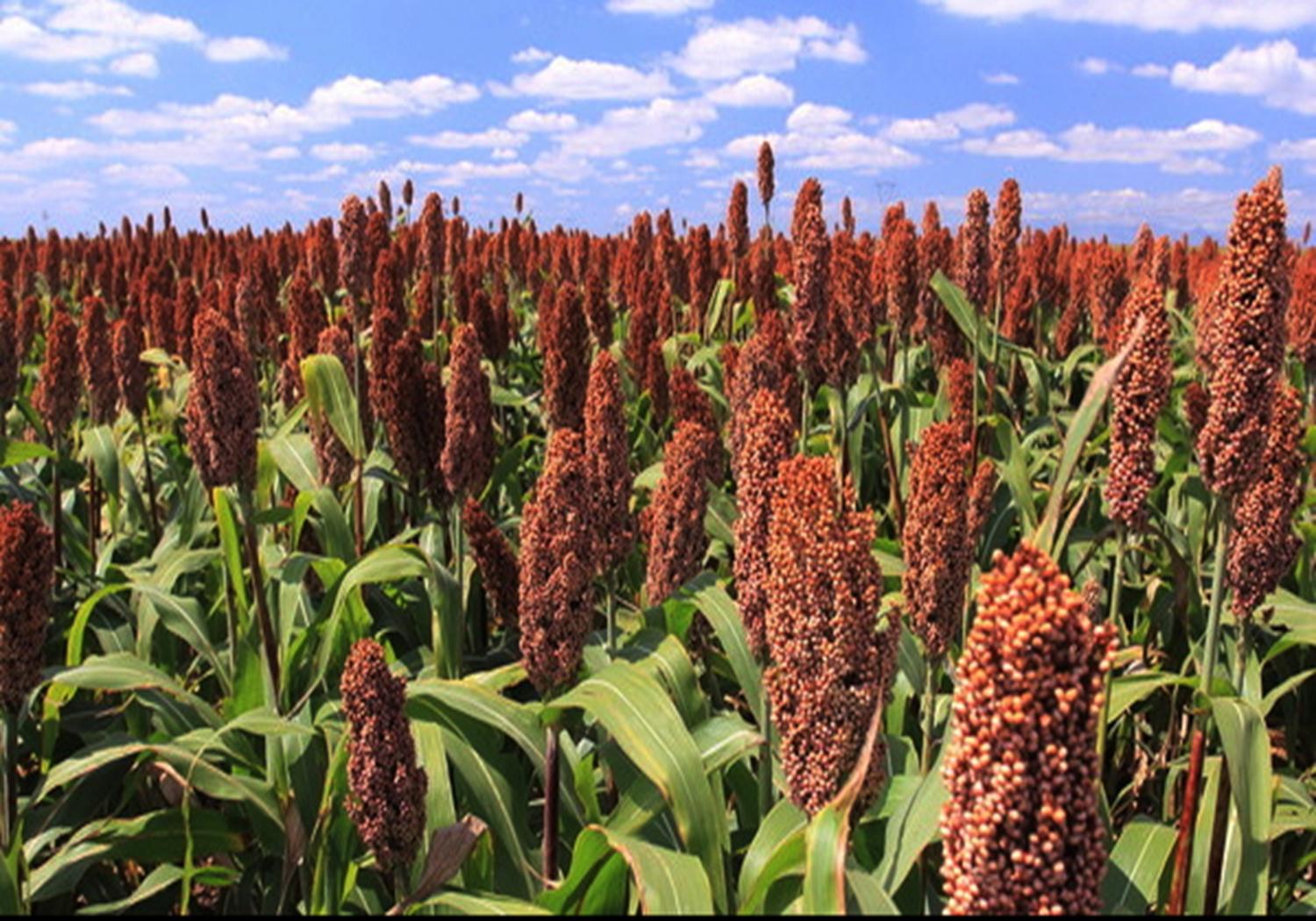 高粱的种植技术要点有哪些,春播高粱比夏播高粱高产吗