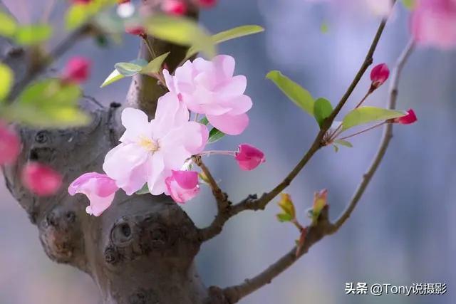 对联应掌握的90个知识点,对联知识点整理