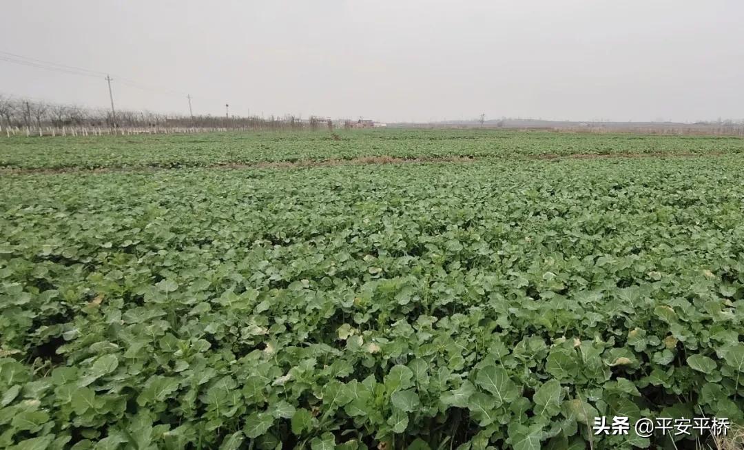 平桥区明港镇：防疫不松劲春耕备播忙