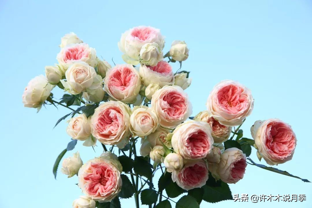 嫁接爬藤月季跟扦插的怎么区分 (蔷薇嫁接月季再扦插能不能生根)