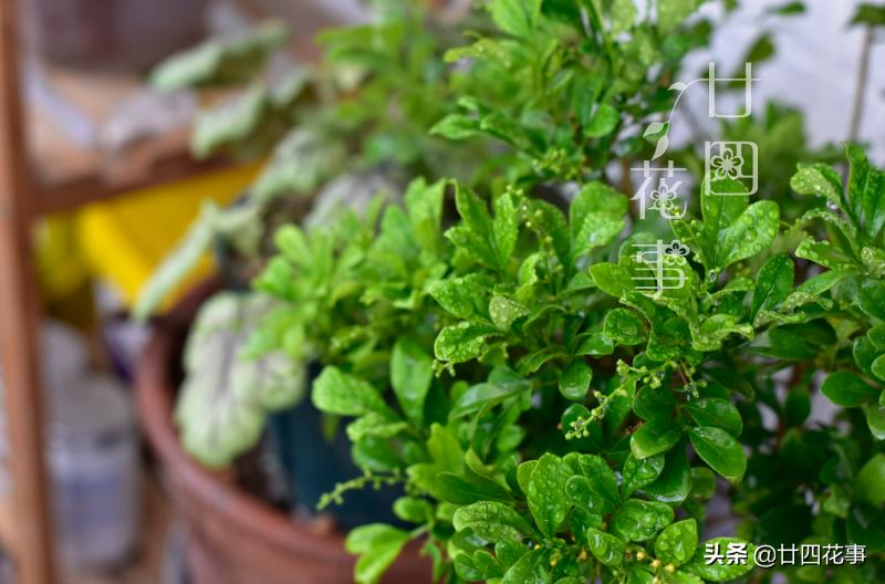 养了十来年的米兰花,养了十年的米兰枝繁叶茂