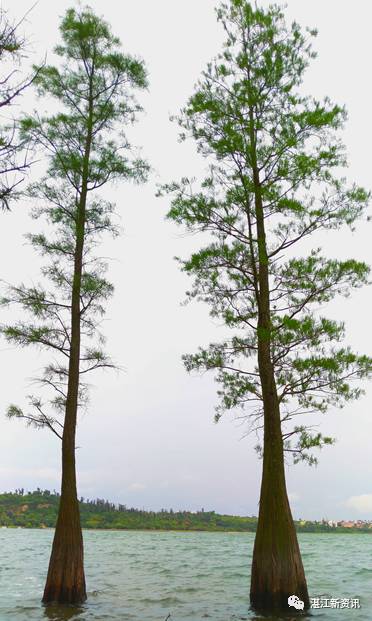 蓝天白云湖面碧波荡漾天然氧吧,湖光岩大自然天然氧吧