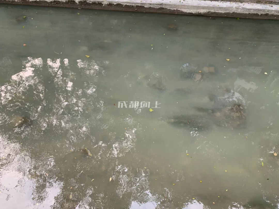 成都绿道风景美如画,成都周边哪条河边绿道最美