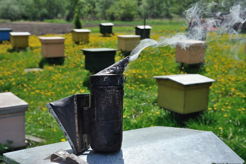 中蜂养殖技术怎样防止蜜蜂逃跑,蜜蜂养殖如何防备蜂王飞走