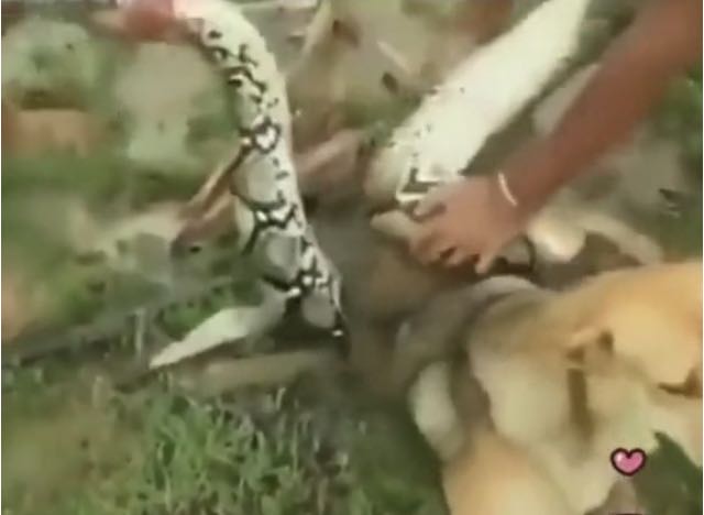 亚马逊森蚺真的能生吞活人吗?猎捕方式告诉你可能性极低