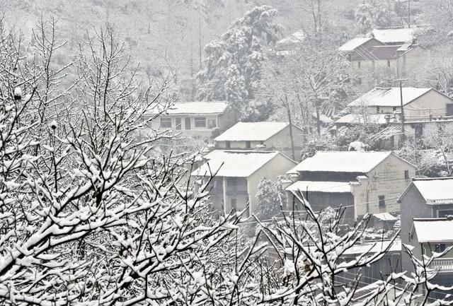 腊月已至,大寒见三白猪狗不吃黑
