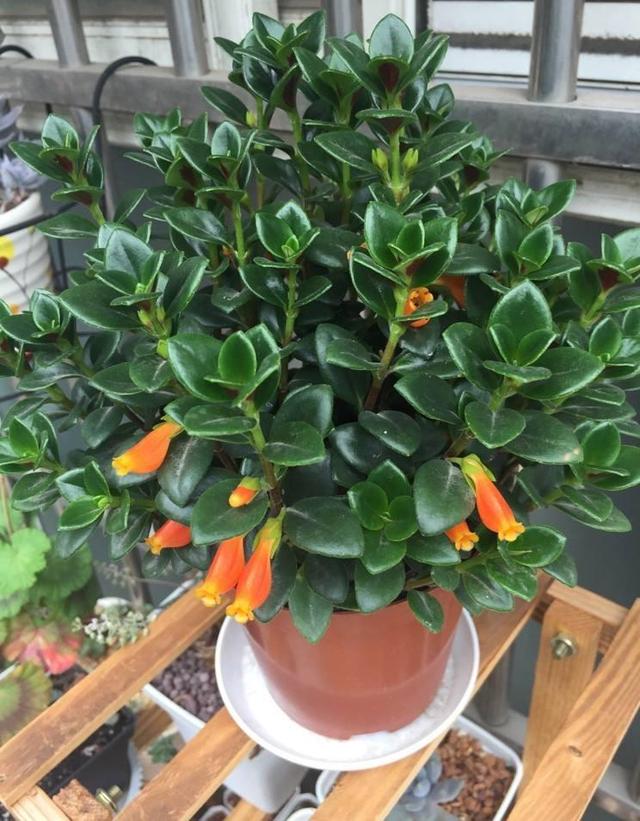 金鱼吊兰开的花最好看,金鱼吊兰开花图片