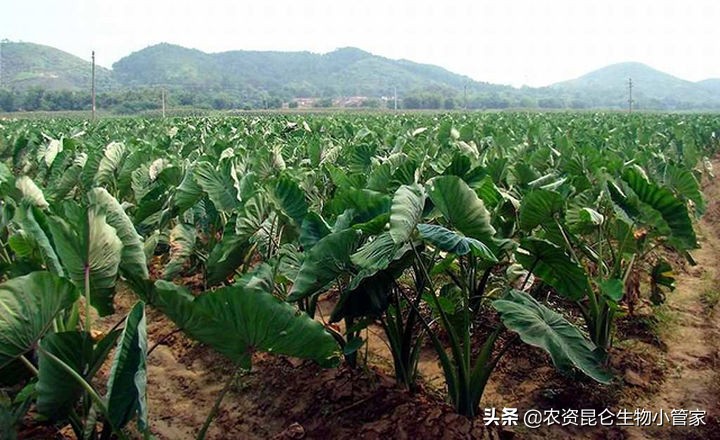 芋头烂叶病前期是什么样,芋头烂根怎么治疗最好