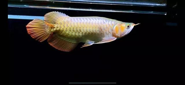 红龙哪种品种最好,如何挑选20公分以下的红龙