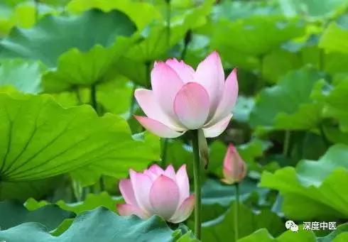 中医治过敏最好方法,中医告诉你过敏本质及治愈办法