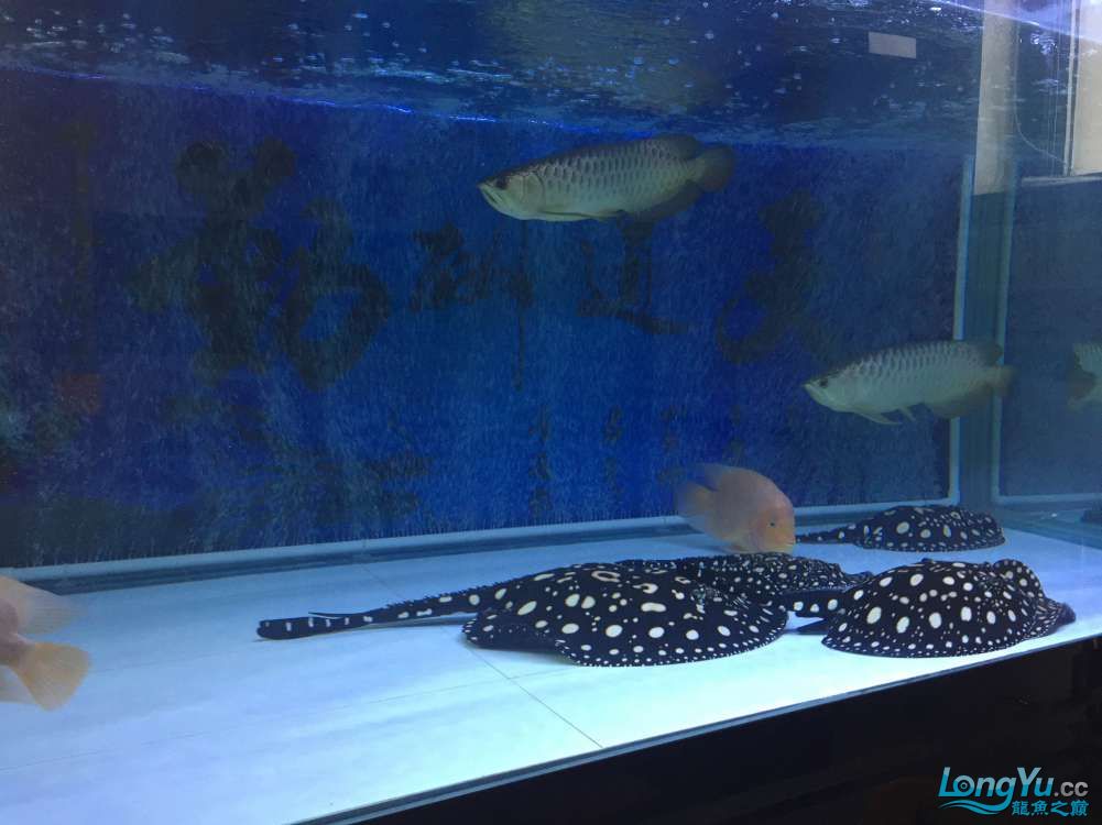 龙鱼混养被打沉缸,龙鱼打架不动了