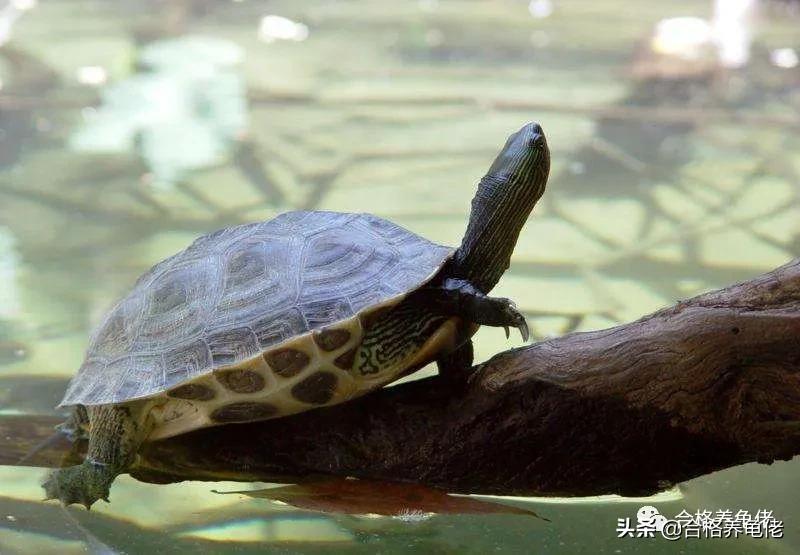 怎么给龟苗布置环境,怎么给龟龟设置深水区