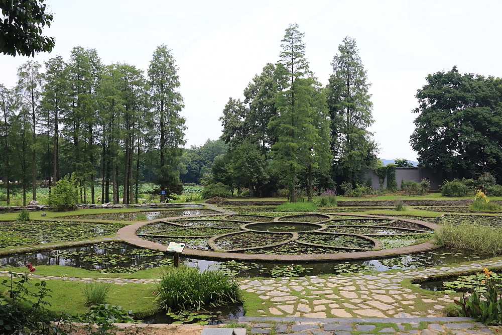 植物园的景；青山吹奏《红河谷》（F调）半音阶口琴演奏第二版