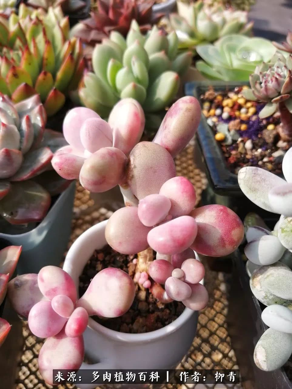 从入卡坑一个月到入卡坑三年,从入坑到现在所有品种开花图