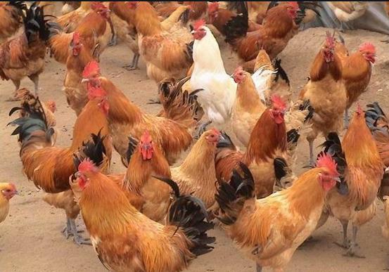 蛋鸡滑液囊支原体危害,鸡滑液囊支原体感染