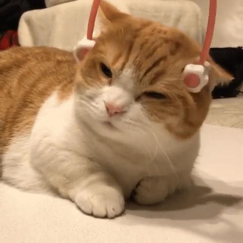 爱唱歌的小猫咪,爱唱歌的可爱猫咪