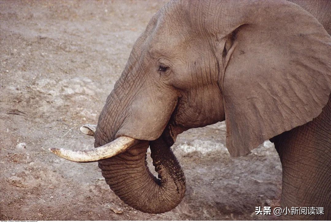 动物小说大王沈石溪经典代表作,动物小说大王沈石溪都有哪些系列