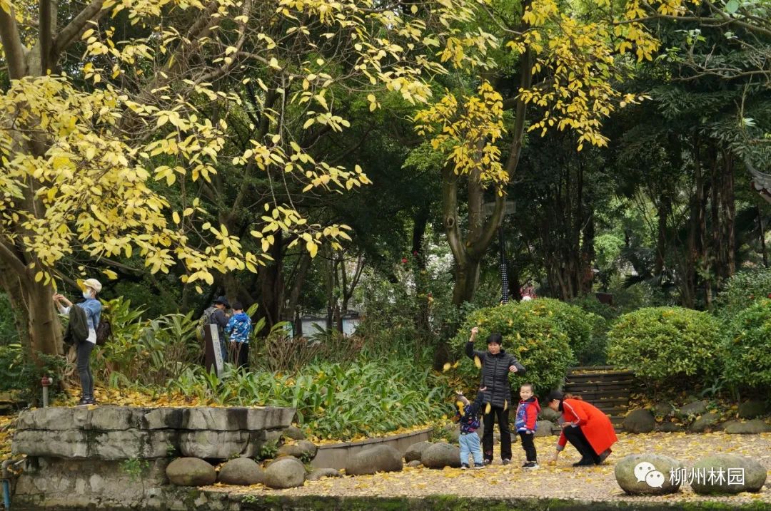 柳州的柳侯公园特色,柳州柳侯公园秋天美景
