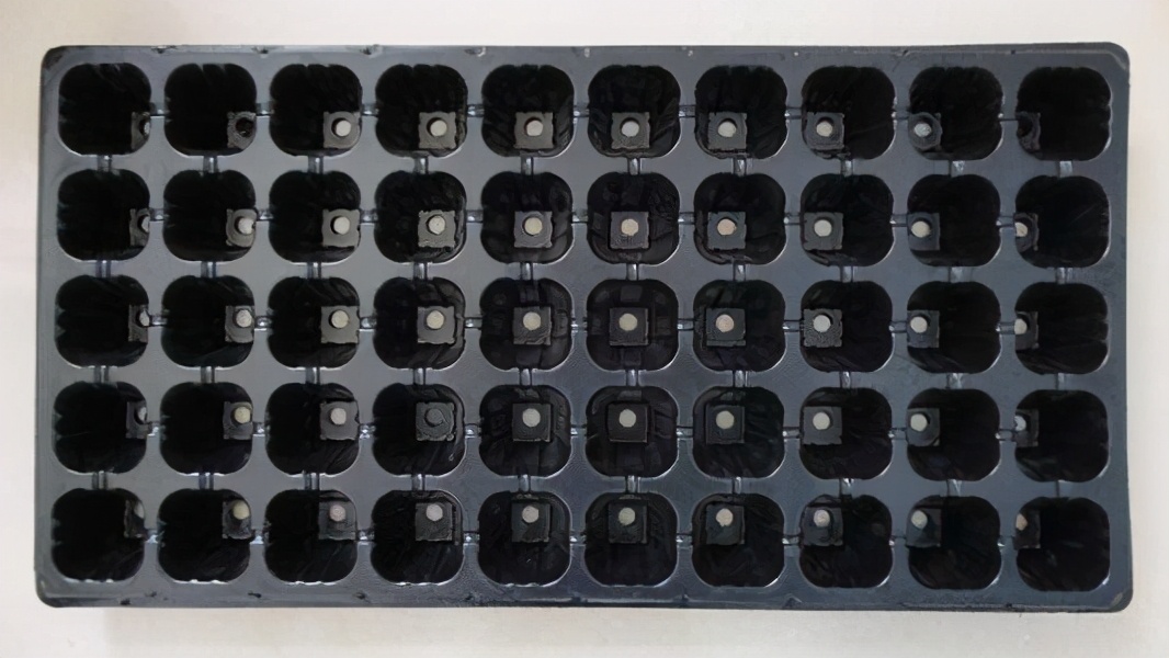 培育甜瓜苗用多大的育苗盘,甜瓜苗在穴盘里面多少天可以移栽