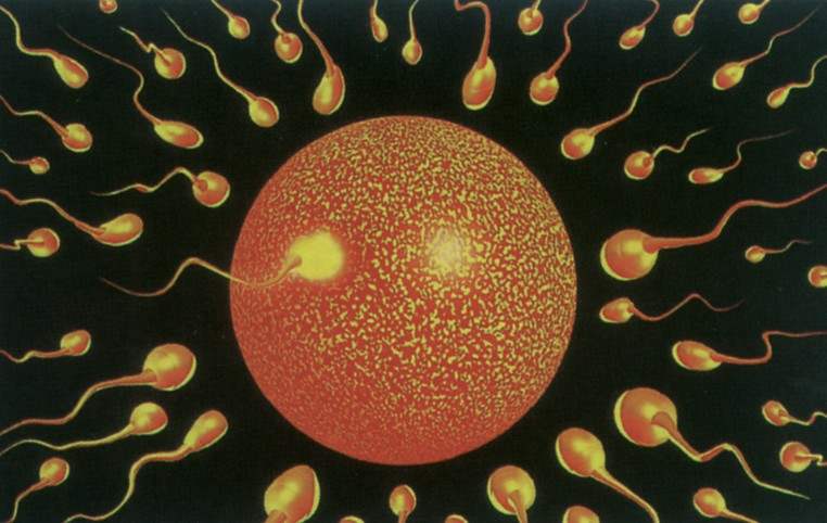 精子让卵子受精的惊天秘密，原来我们以前学习的知识都是错的