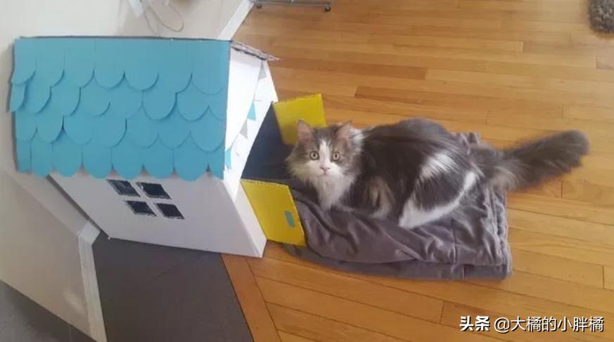 情侣分手把猫咪送回宠物店,情侣分手猫咪送人