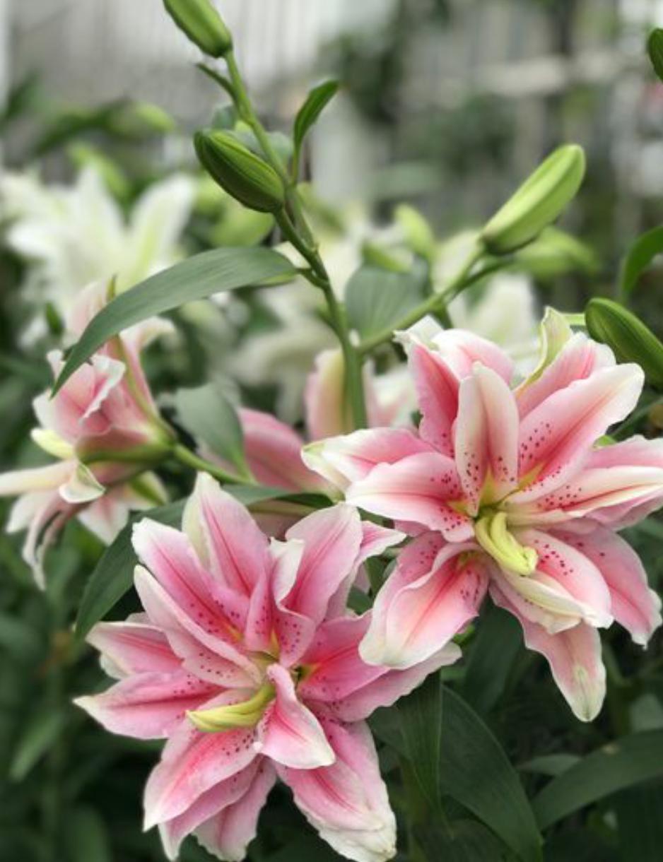 家养盆栽百合花开完之后怎么办呢,买回来的鲜百合花枯萎了怎么办