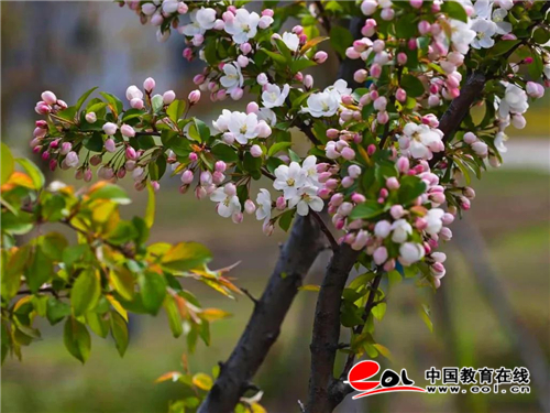 南京师范大学中北学院体育舞蹈课,南京师范大学中北学院音乐表演