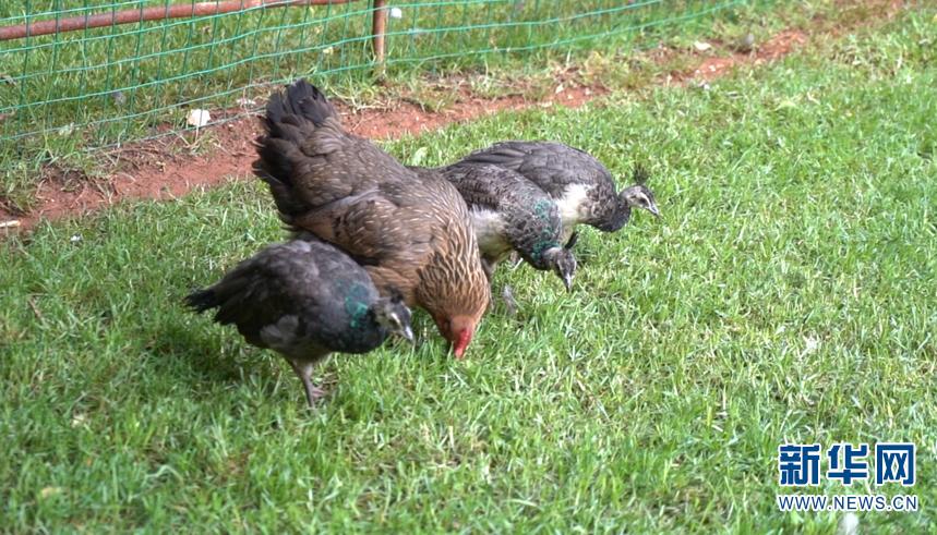 云南孔雀鸡,孔雀下蛋不愿孵蛋