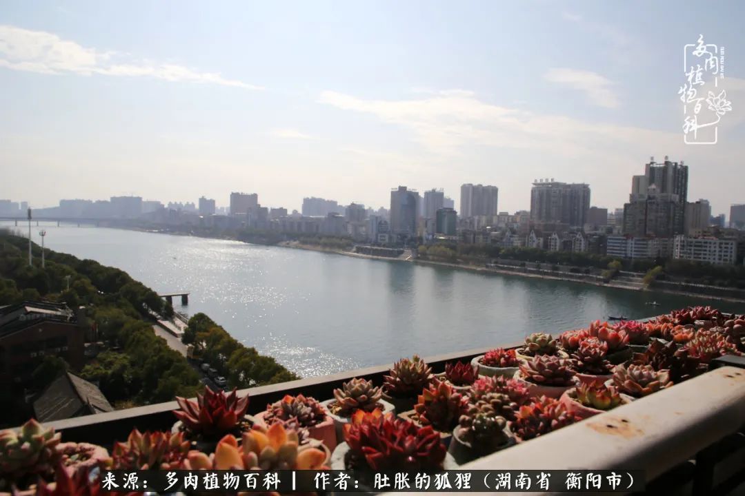 多肉用大盆养好还是用小盆养,多肉用石子养好还是用土养好