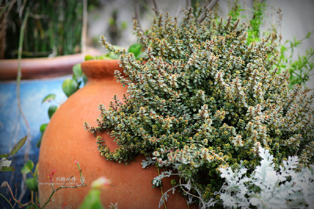 西餐常用的十三种香草介绍大全,西餐中常用的15种香料和香草