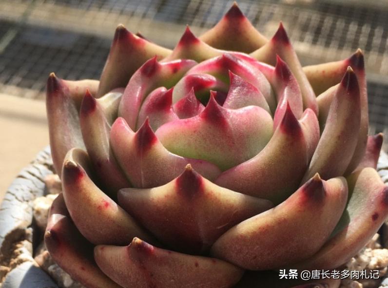 蓝龙多肉的价格是多少,多肉超级蓝龙和蓝龙区别