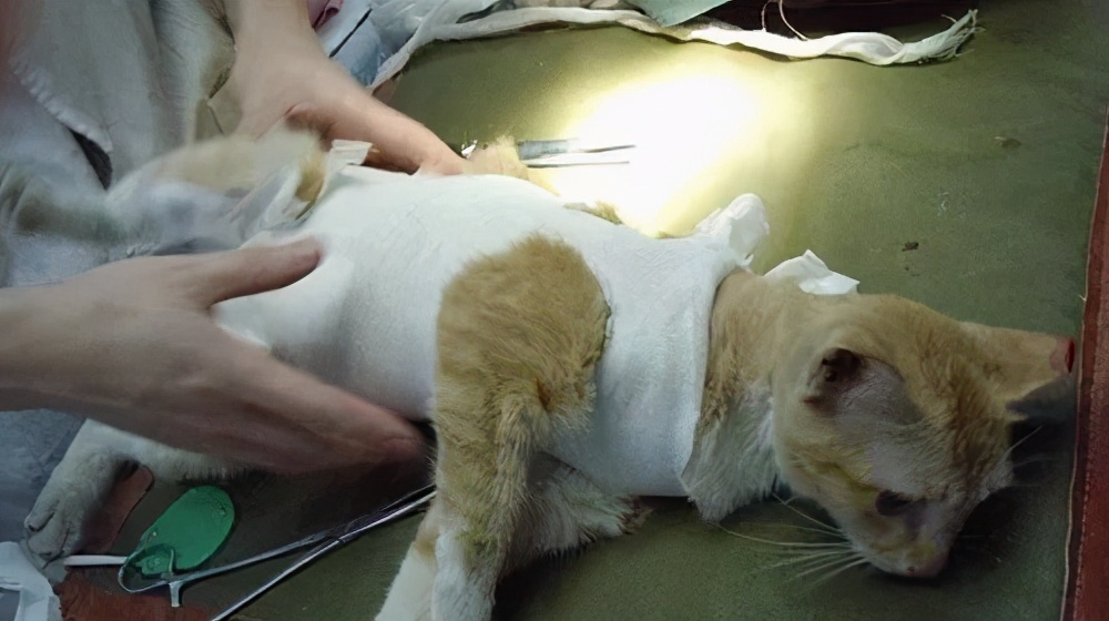 猫咪绝育后还能配猫吗,猫咪绝育冷知识