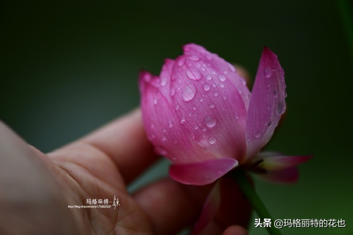 我的碗莲种子,碗莲的种植方法新手必看