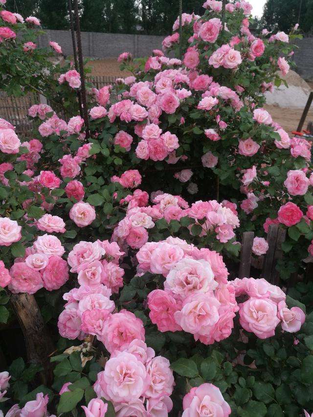 适合院子种的藤本月季品种,好养的藤本月季品种有哪些优点