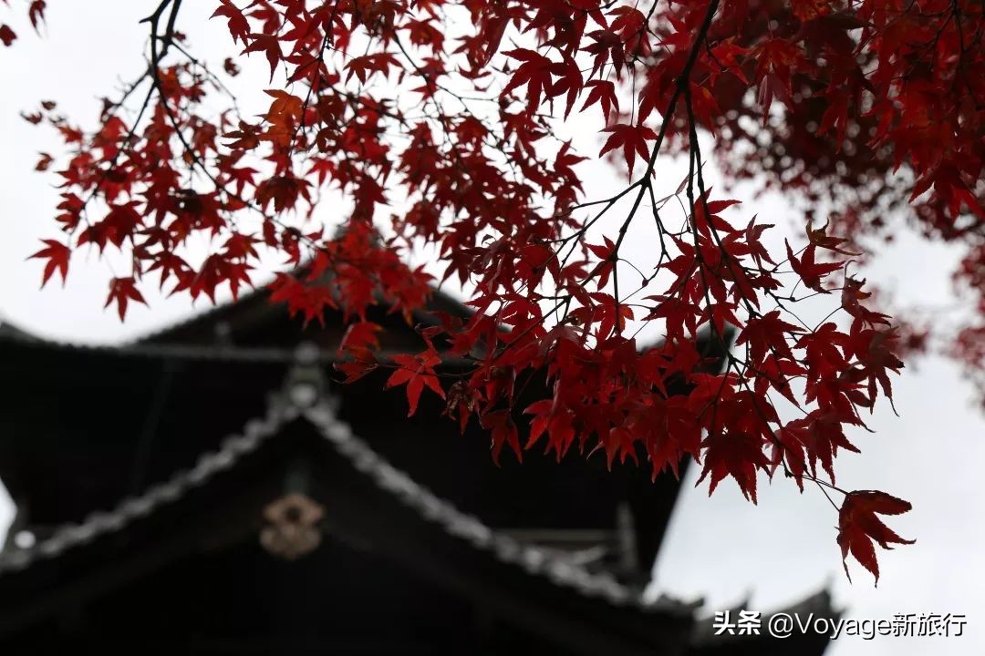 如果一生只能去一次北海道,如果一生只能去一次甘南
