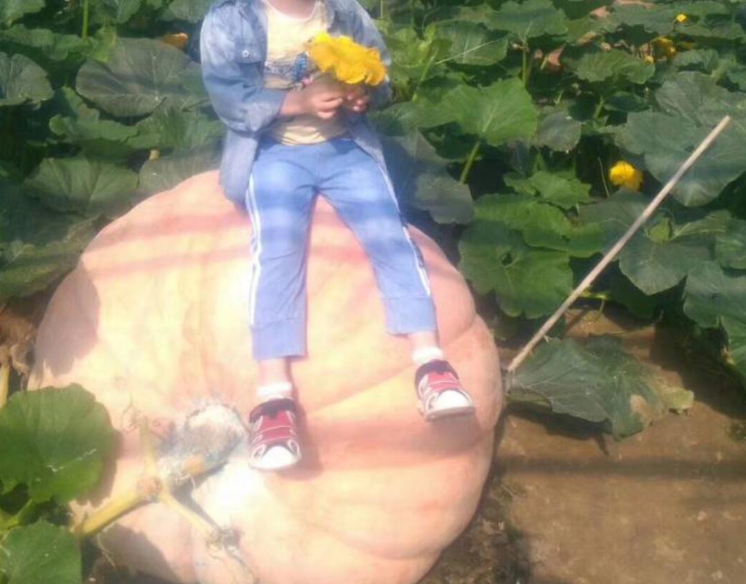 到山东不会饿着你,到山东怎么能不吃煎饼和大馒头呢