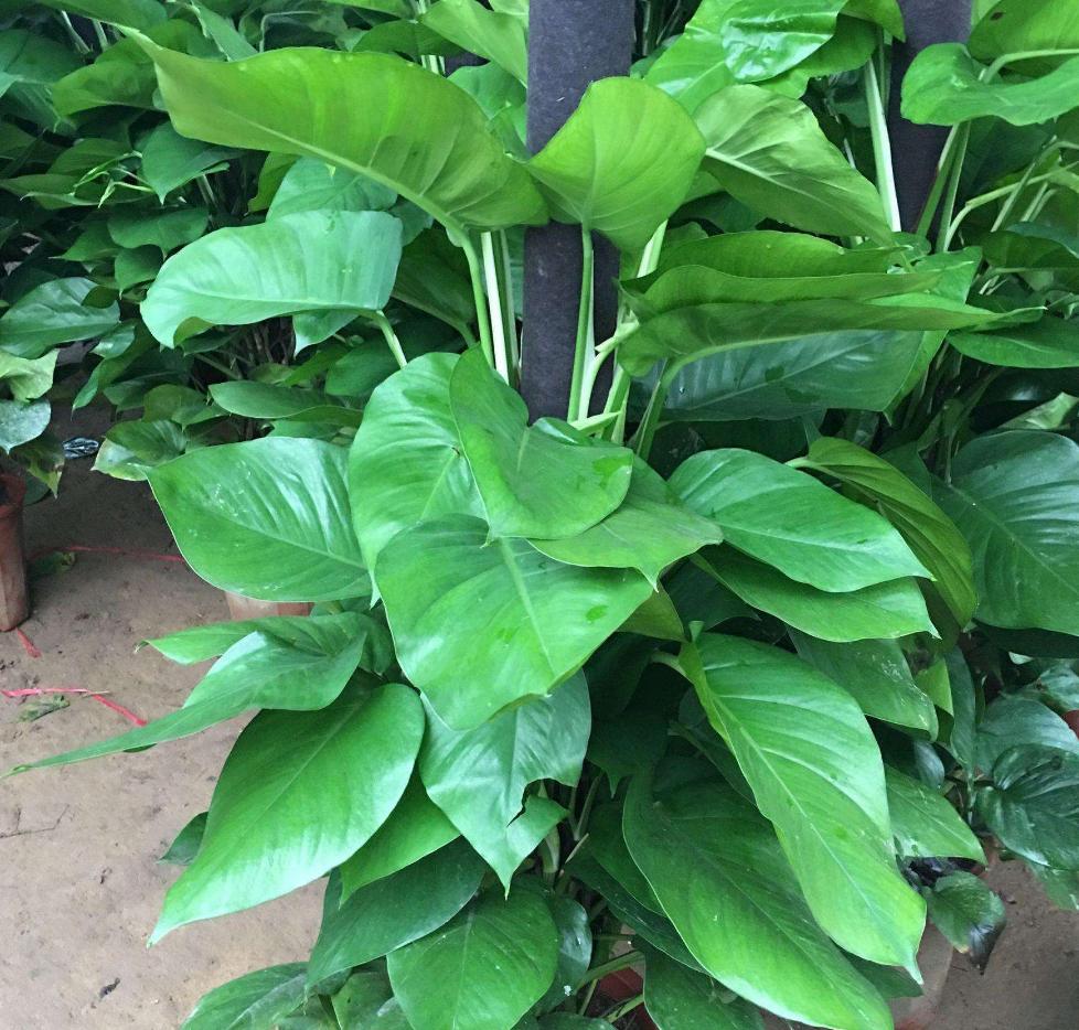 你家的绿萝都是往墙上爬的吗,什么绿萝都能爬墙