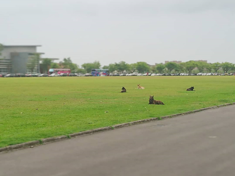 宠物专用草坪,宠物专用草坪有用吗