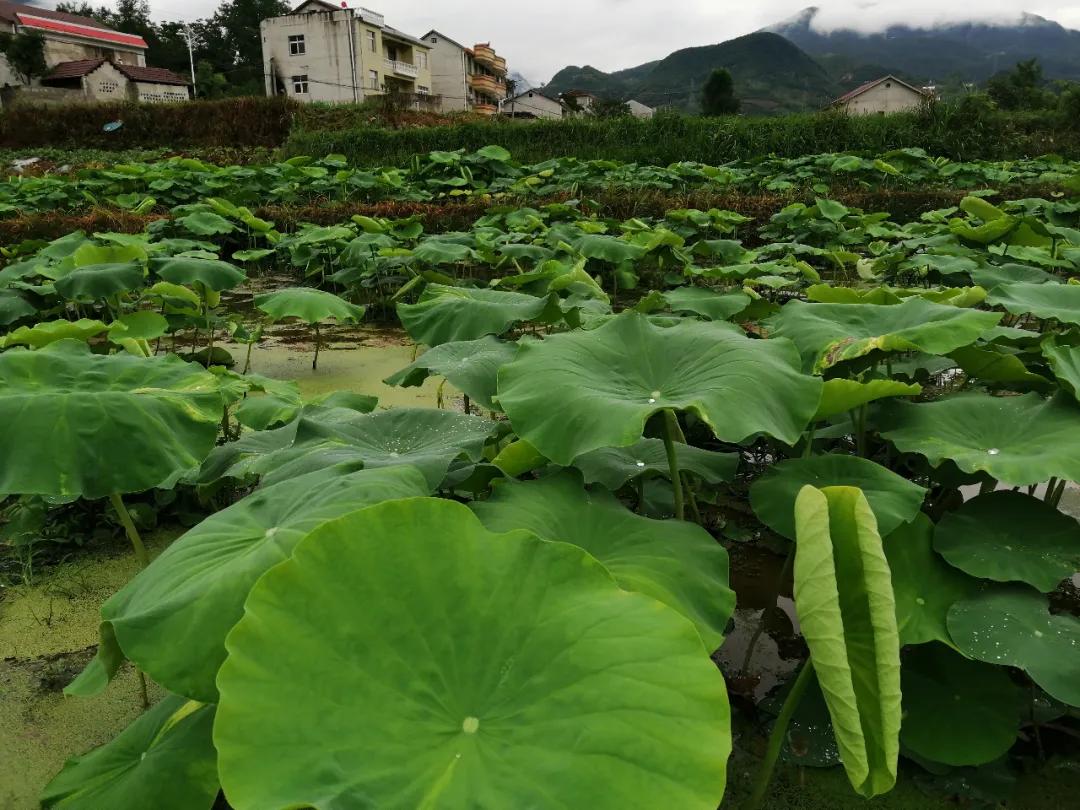保康：大柳树下的“扶贫故事”