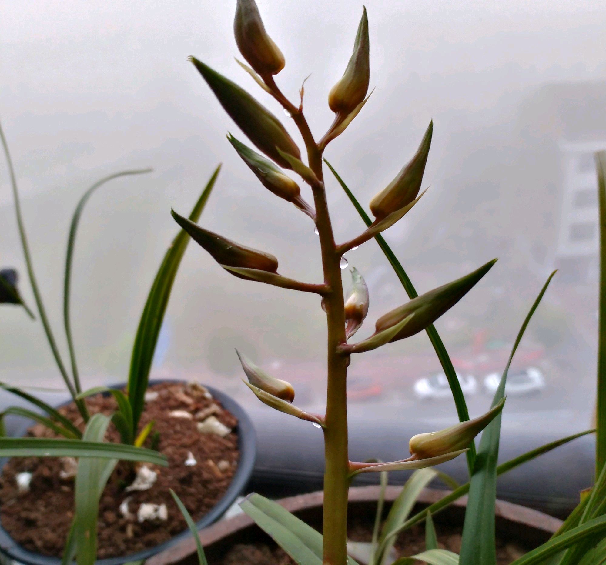 蕙兰有了花苞如果不春化会开花吗,蕙兰开花前花苞下垂正常吗