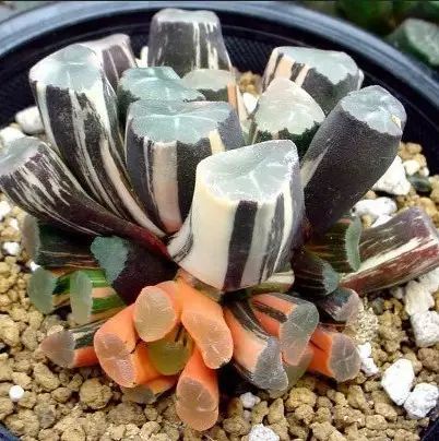 水晶的多肉植物有哪些品种,像水晶的多肉植物图片