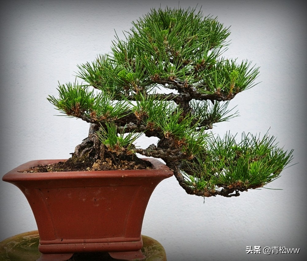 盆景植物烂根了怎么补救,盆景黄叶的处理方法