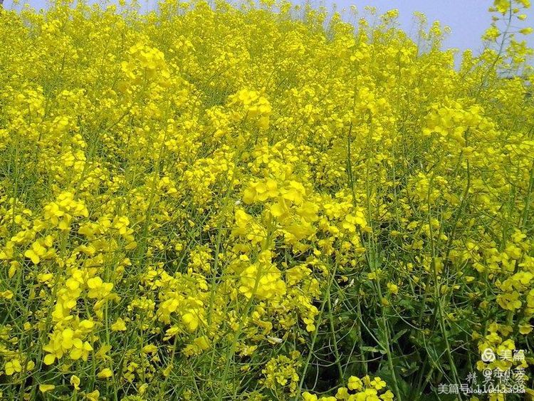 梦中的油菜花田,梦中的油菜花完整版