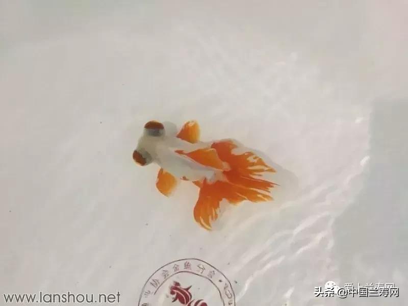 世界金鱼大赛在福州举行,2019中国世界金鱼大赛