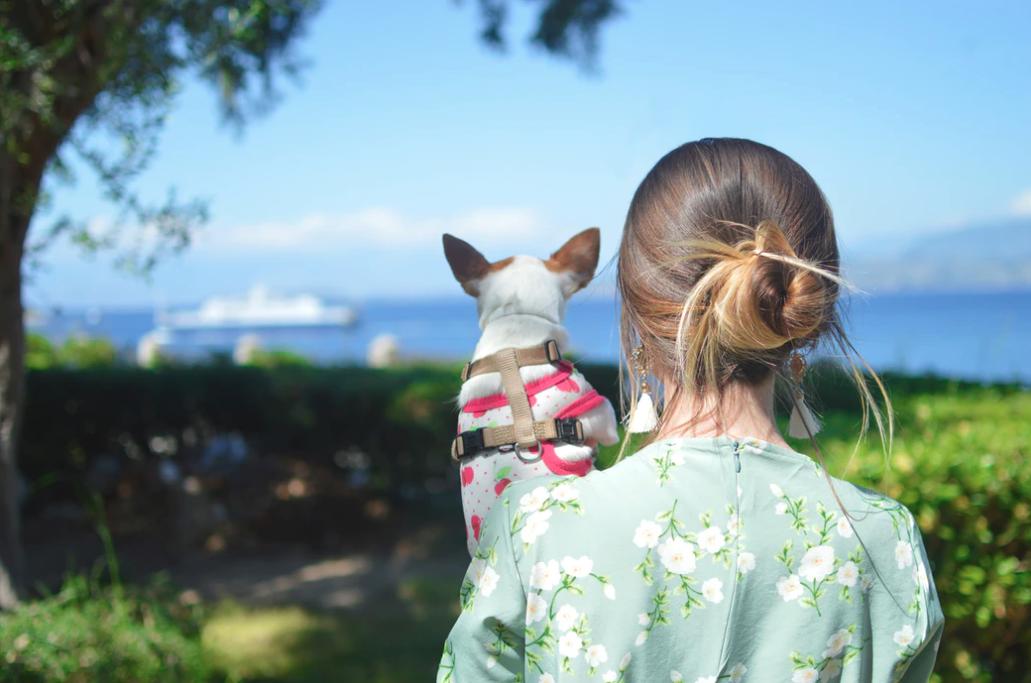 gotothedogs是啥意思,gotothedogs怎么读