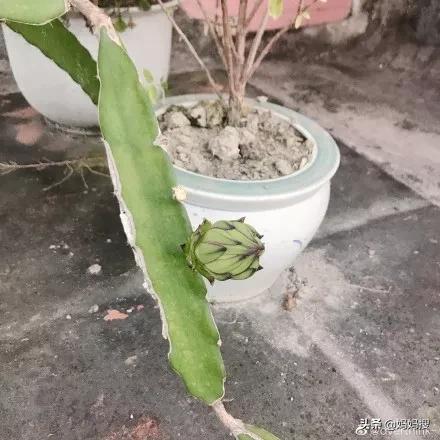 天台李子柒,农村家里的大爷大妈