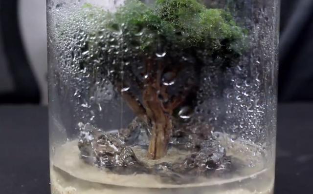 莫斯树到底好不好,莫斯树是什么