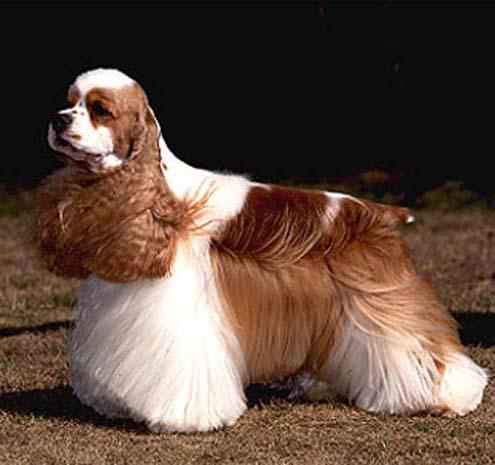 世界上所有的狗品种图片,世界最名贵的狗前十名及其简介