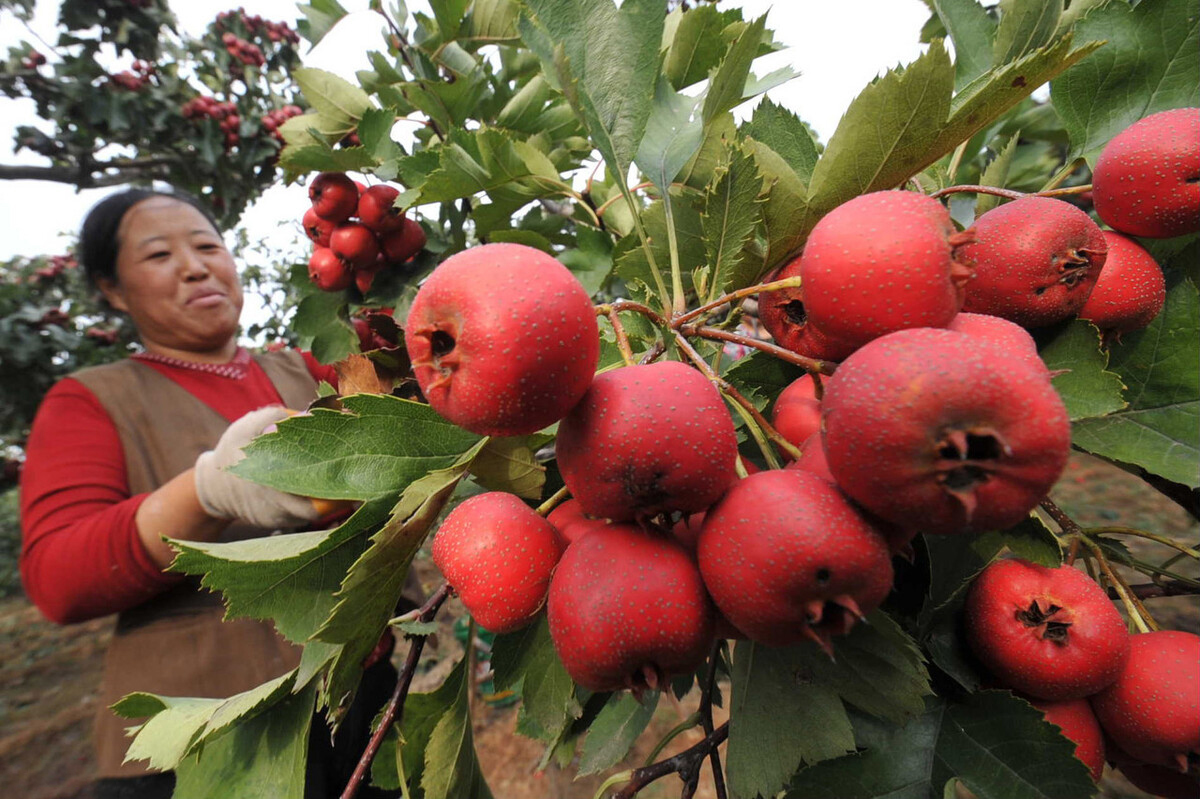 它是“天然消食片”，遇到多买点，捏成球，每天吃2粒，消食化积